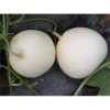 Hạt giống dưa lê siêu ngọt bạch ngọc