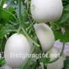 Hạt giống dưa lê siêu ngọt bạch ngọc