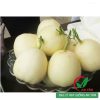 Hạt giống dưa lê siêu ngọt bạch ngọc