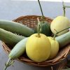 Hạt giống dưa lê siêu ngọt da vàng