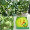 Hạt giống dưa lê siêu ngọt lục ngọc