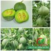 Hạt giống dưa lê siêu ngọt lục ngọc