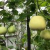 Hạt giống dưa lê siêu ngọt