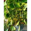 Hạt giống dưa leo F1