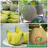 Hạt giống dưa lưới ruột xanh F1