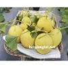 Hạt giống dưa lưới vàng F1