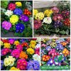 Hạt giống hoa cúc báo xuân mix