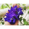 Mua hạt giống hoa đậu biếc tỷ lệ nảy mầm cao