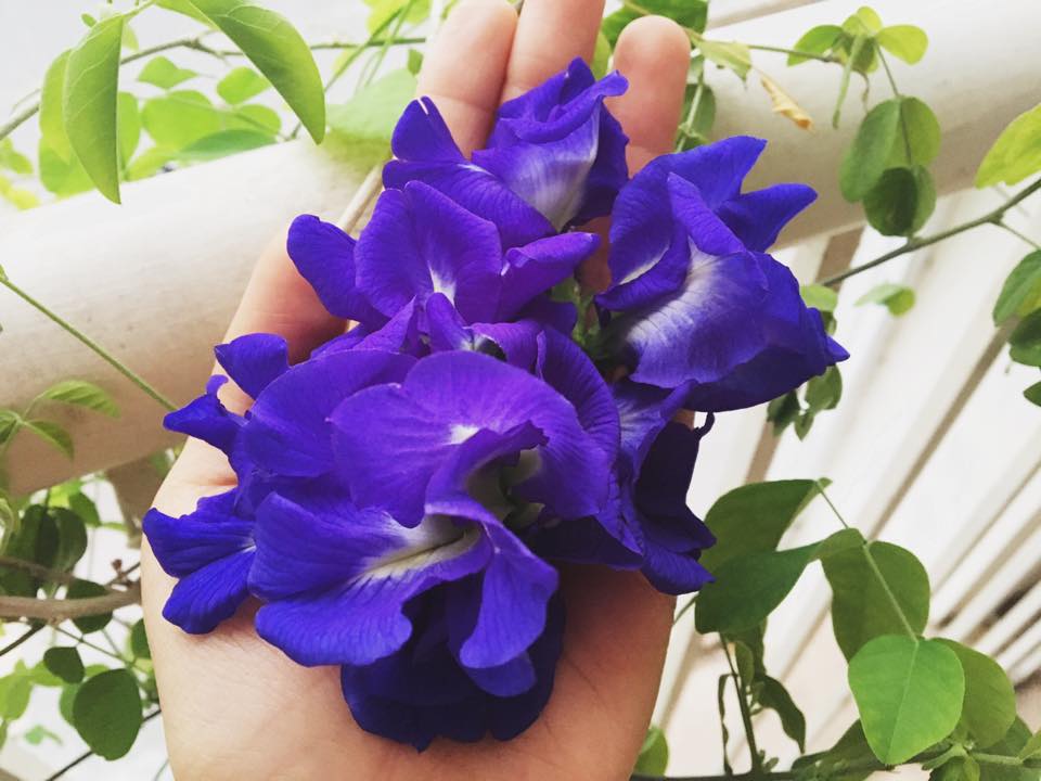 Bán hạt giống hoa đậu biếc