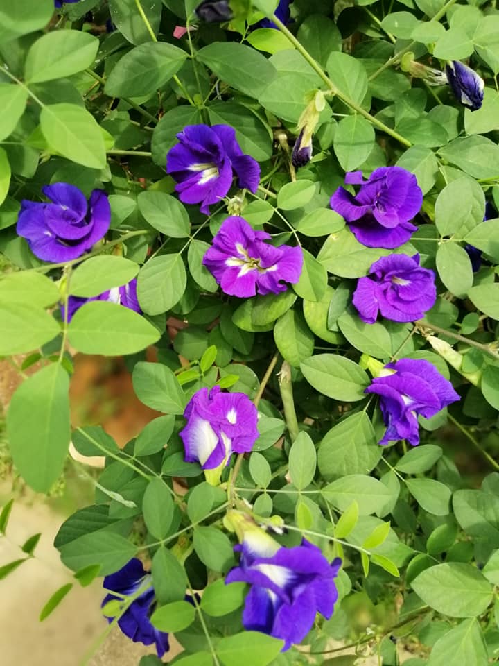 mua hạt giống hoa đậu biếc