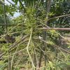 Hạt giống đu đủ đực