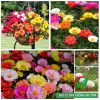 Hạt giống hoa mười giờ