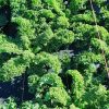 Hạt giống cải xoăn kale khổng lồ