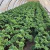 Hạt giống cải xoăn kale khổng lồ