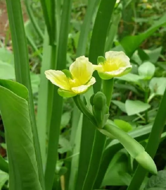 hạt giống kèo nèo