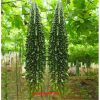 Hạt giống khổ qua rừng F1