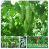 Hạt giống mướp đắng