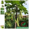 Hạt giống mướp hương