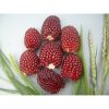 Hạt giống ngô lai dâu tây mini