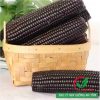 Hạt giống ngô nếp tím F1