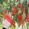 Hạt giống ớt chỉ địa F1