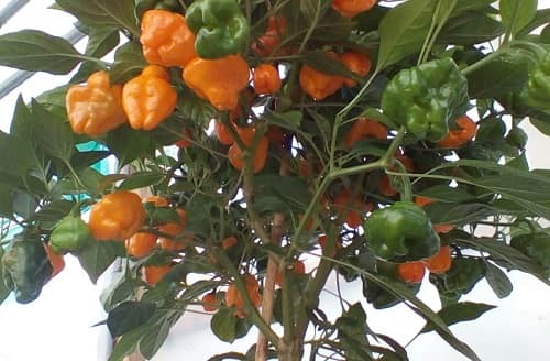 Cây ớt habanero có thể sử dụng làm cảnh cũng rất đẹp