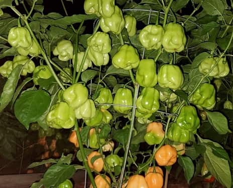 Cây ớt habanero cho qua cực sưng