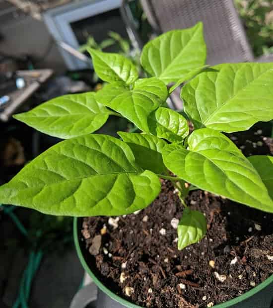 Hạt giống ớt habanero được gieo từ hạt