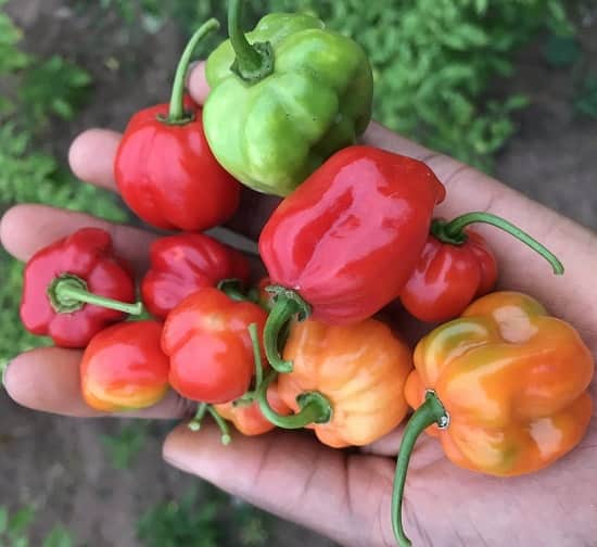 Giống ớt siêu cay nhất thế giới