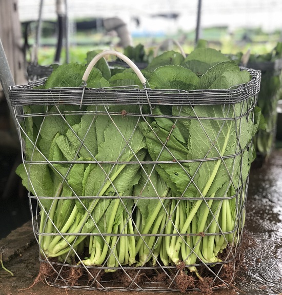 hat-giong-rau-cai-canh-2