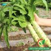Hạt giống rau cải thơm( Diếp tây, Ngó Xuân)