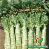 Hạt giống rau cải thơm( Diếp tây, Ngó Xuân)