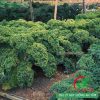 Hạt giống cải xoăn kale khổng lồ