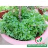 Hạt giống rau càng cua