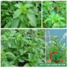 Hạt giống rau é trắng (Hoary Basil Seeds)