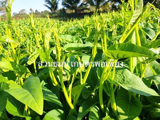 hạt giống rau muống nước