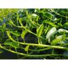Hạt giống rau muống siêu ngọn thái lan