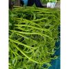Hạt giống rau muống siêu ngọn thái lan
