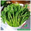 Hạt giống rau tần ô