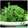 Hạt giống rau tần ô