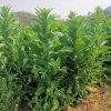 Hạt giống rau cải thơm( Diếp tây, Ngó Xuân)