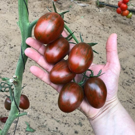 Hạt giống cà chua socola quả dài Hạt giống cà chua socola quả dài