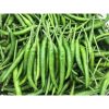 Hạt giống ớt chỉ thiên siêu cay giống Nhật Bản